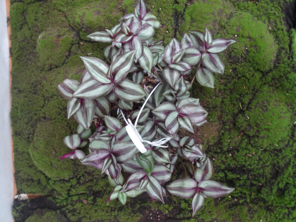 TRADESCANTIA ZEBRINA M-15