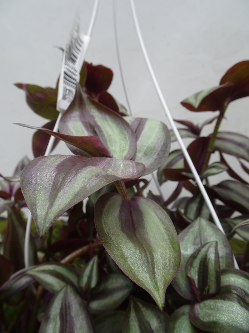 TRADESCANTIA ZEBRINA M-15