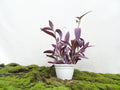 TRADESCANTIA PALLIDA M-15