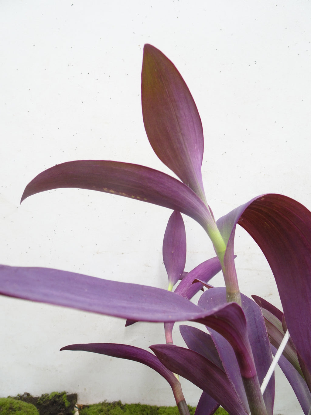 TRADESCANTIA PALLIDA M-15