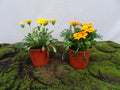 GAZANIA HYBRIDA MIX M-14