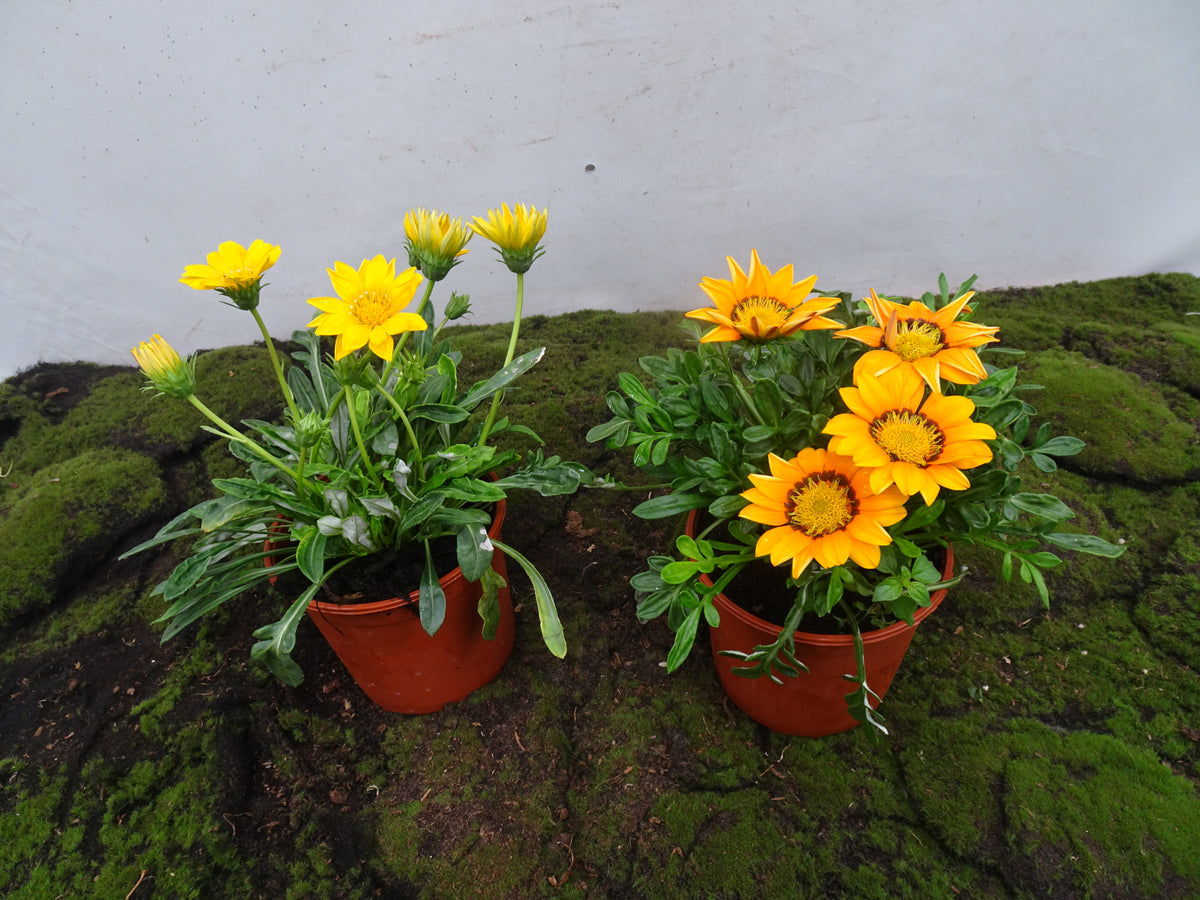 GAZANIA HYBRIDA MIX M-14