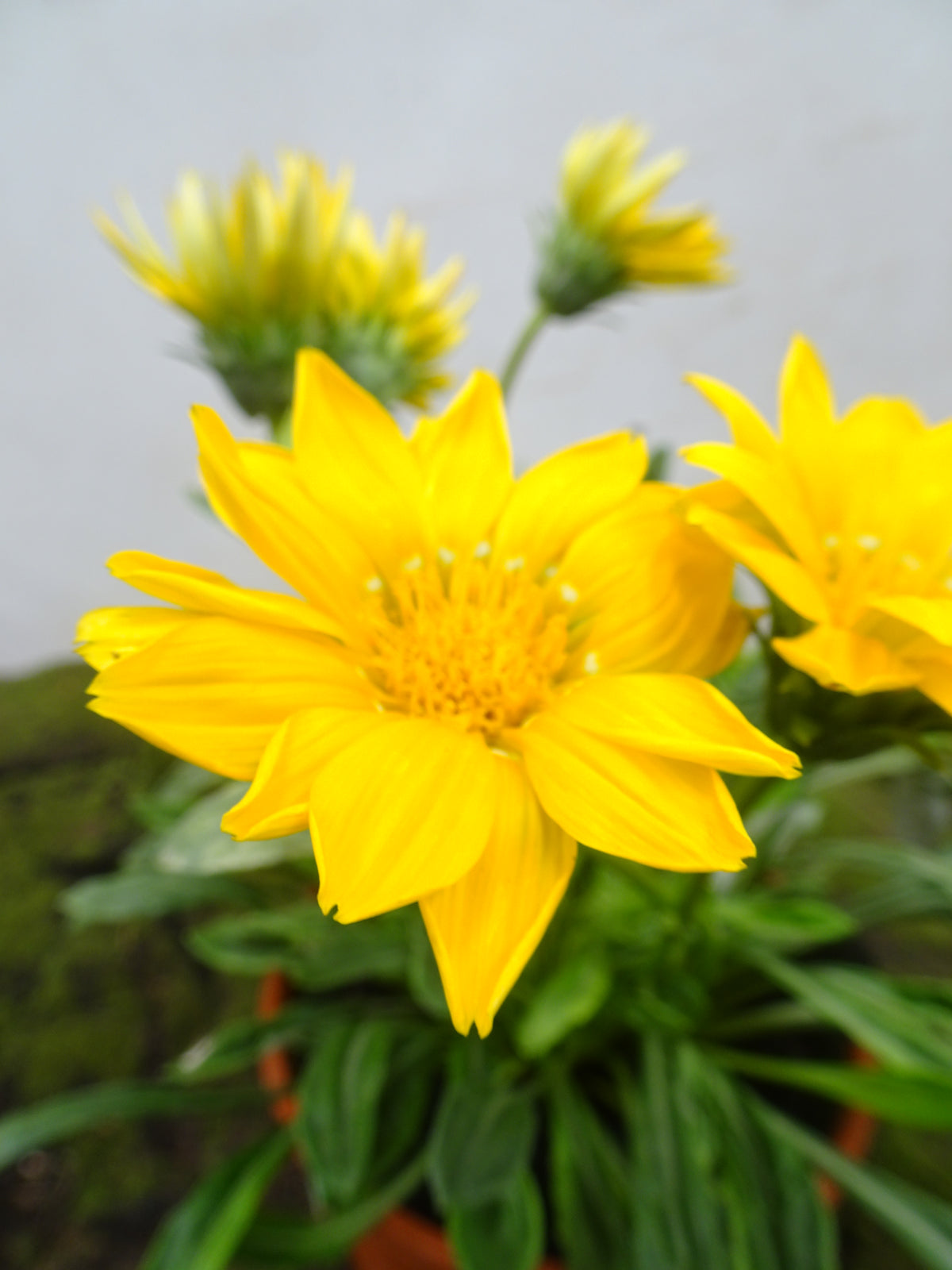 GAZANIA HYBRIDA MIX M-14