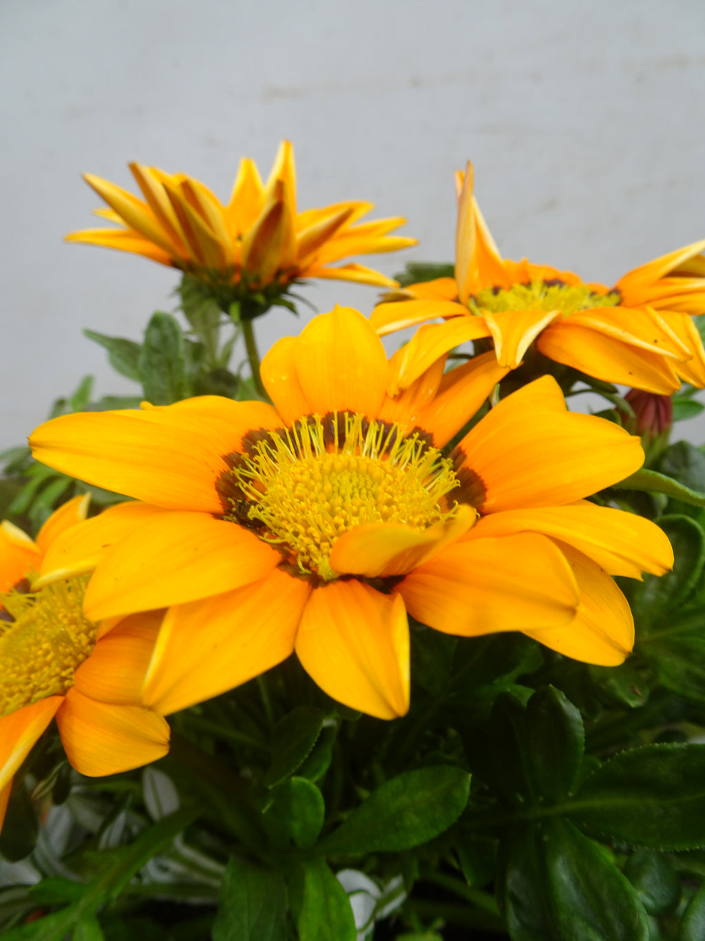 GAZANIA HYBRIDA MIX M-14