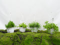 RHIPSALIS SUSPENSION M-15
