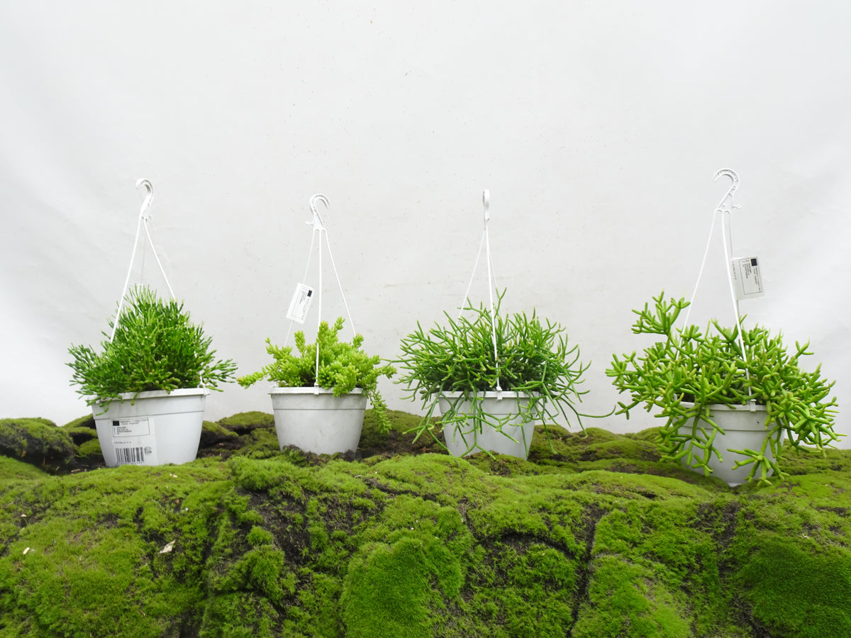 RHIPSALIS SUSPENSION M-15