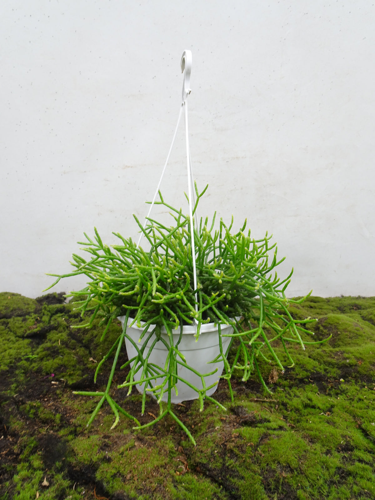 RHIPSALIS SUSPENSION M-15