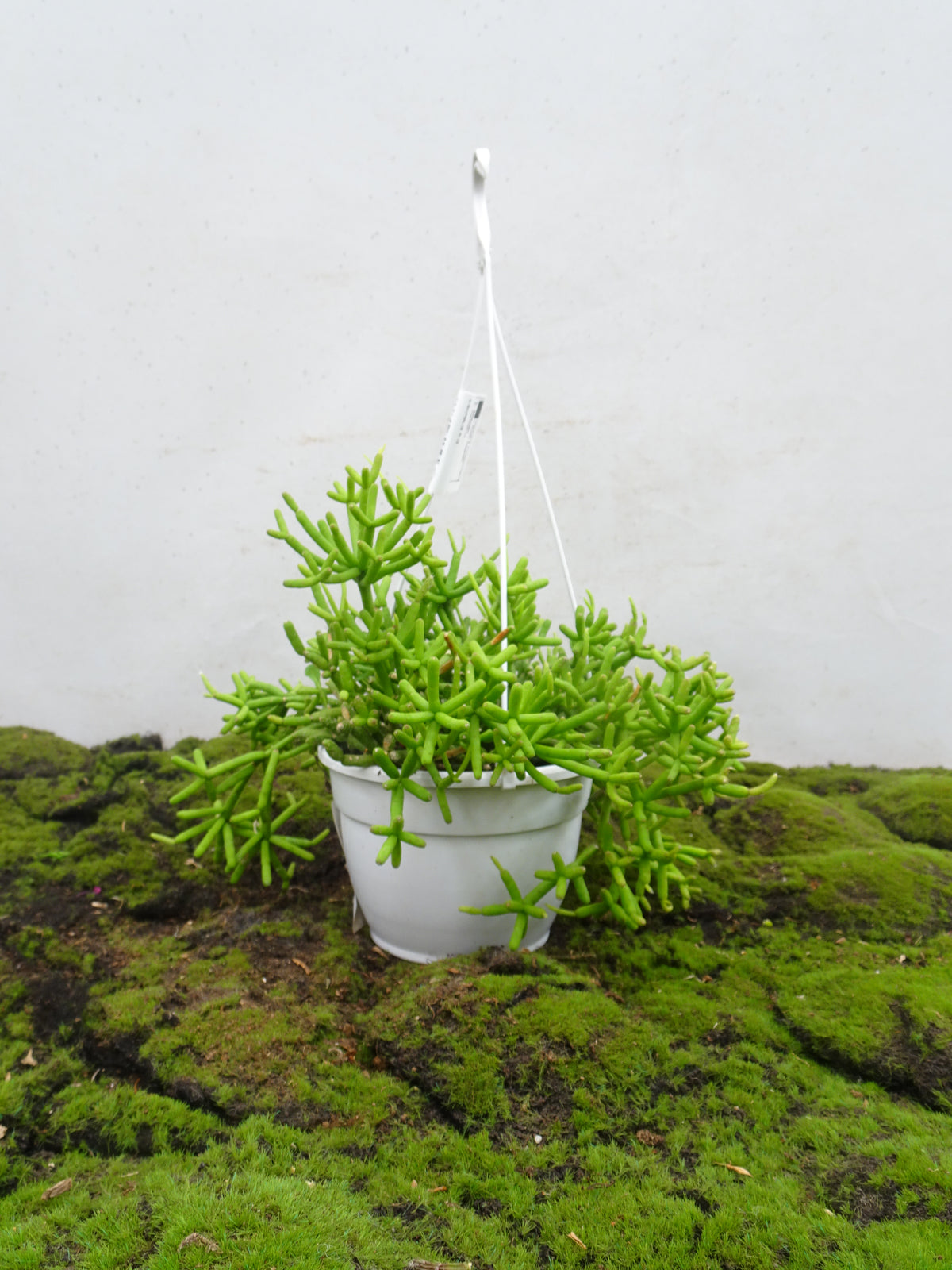 RHIPSALIS SUSPENSION M-15