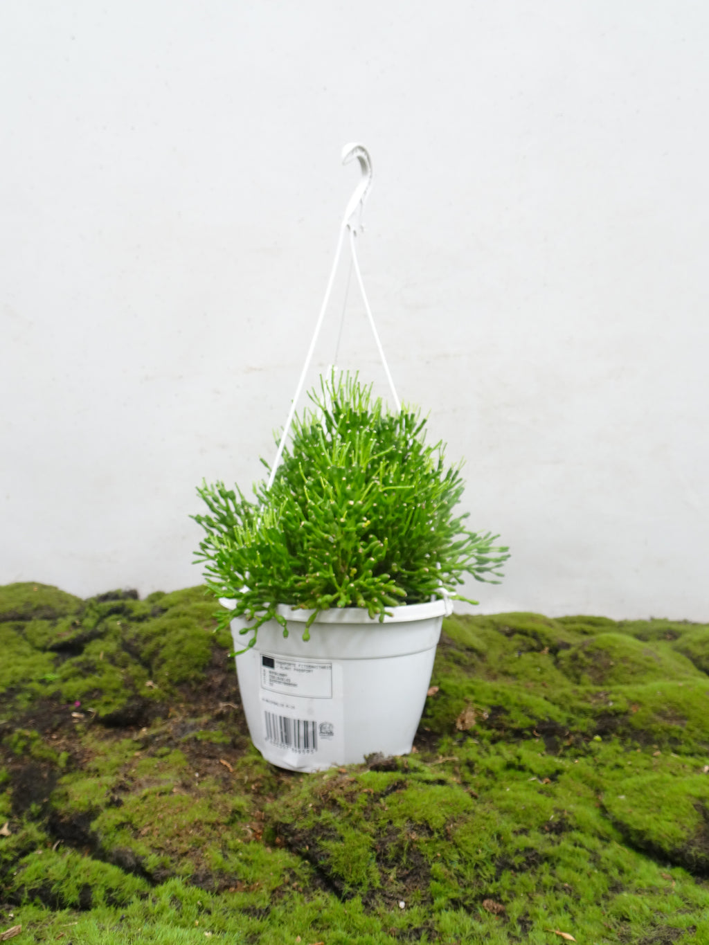 RHIPSALIS SUSPENSION M-15