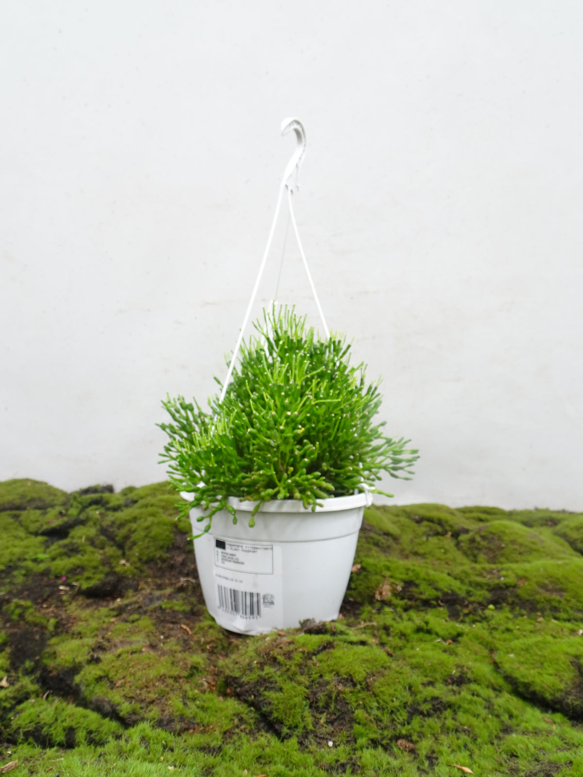 RHIPSALIS SUSPENSION M-15