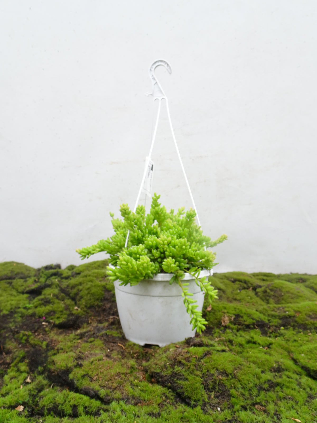 RHIPSALIS SUSPENSION M-15