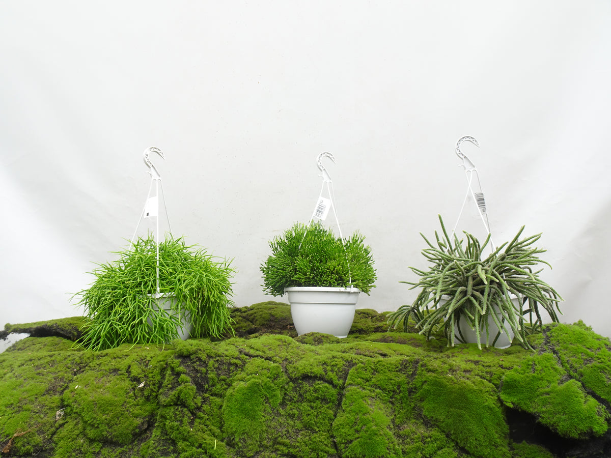 RHIPSALIS SUSPENSION MIX M-20