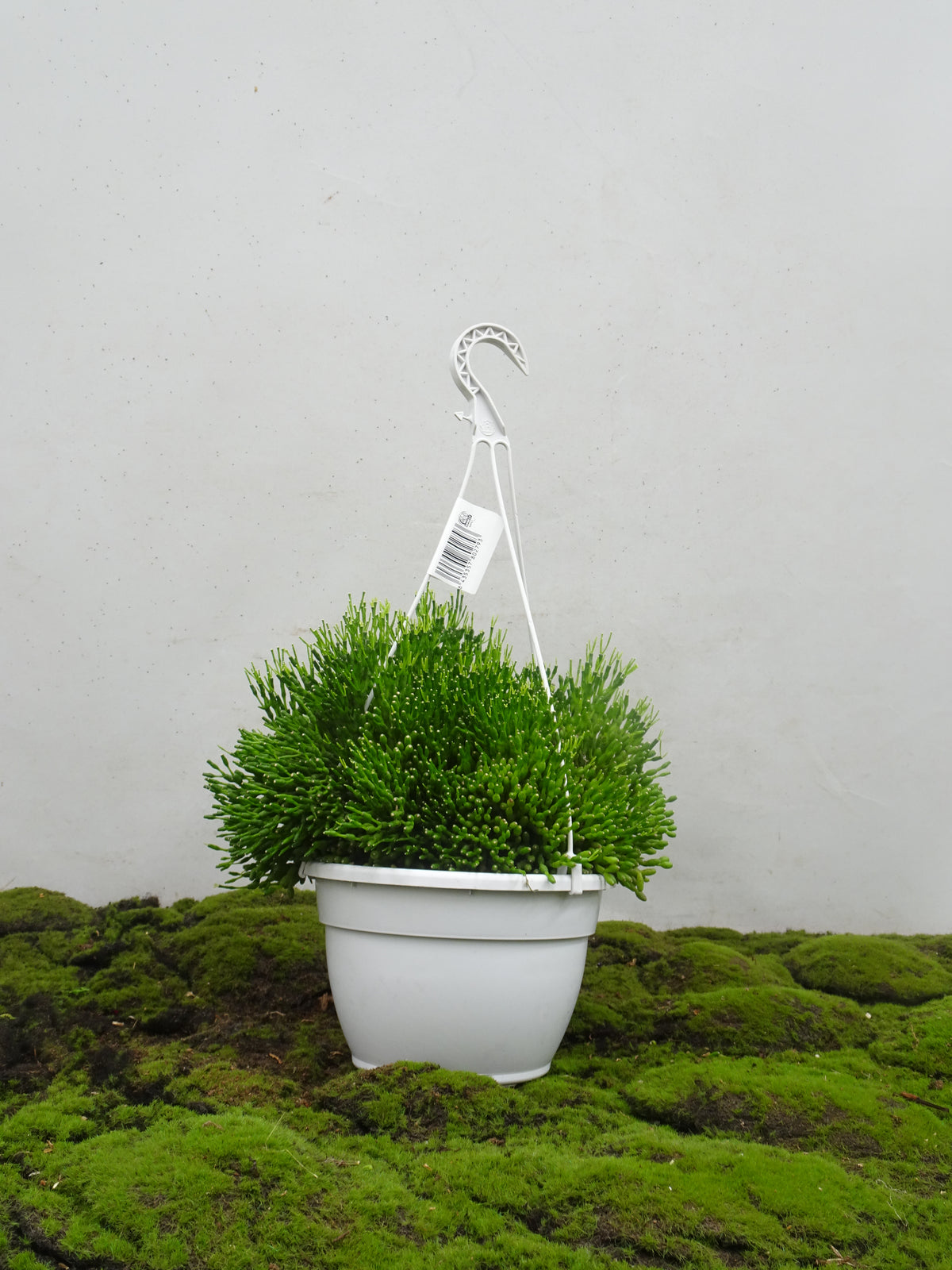 RHIPSALIS SUSPENSION MIX M-20