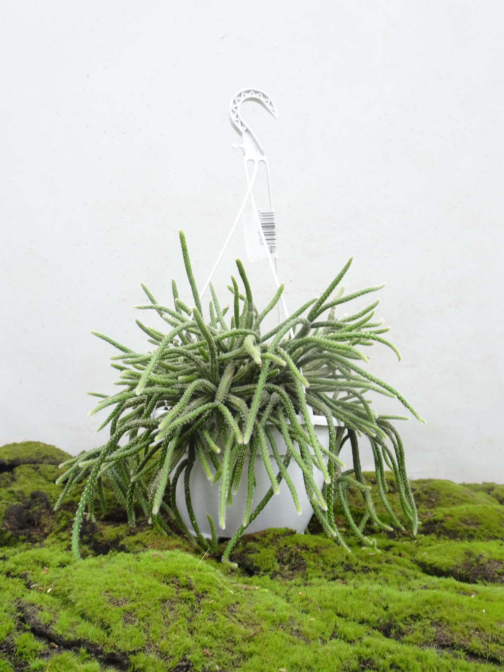 RHIPSALIS SUSPENSION MIX M-20