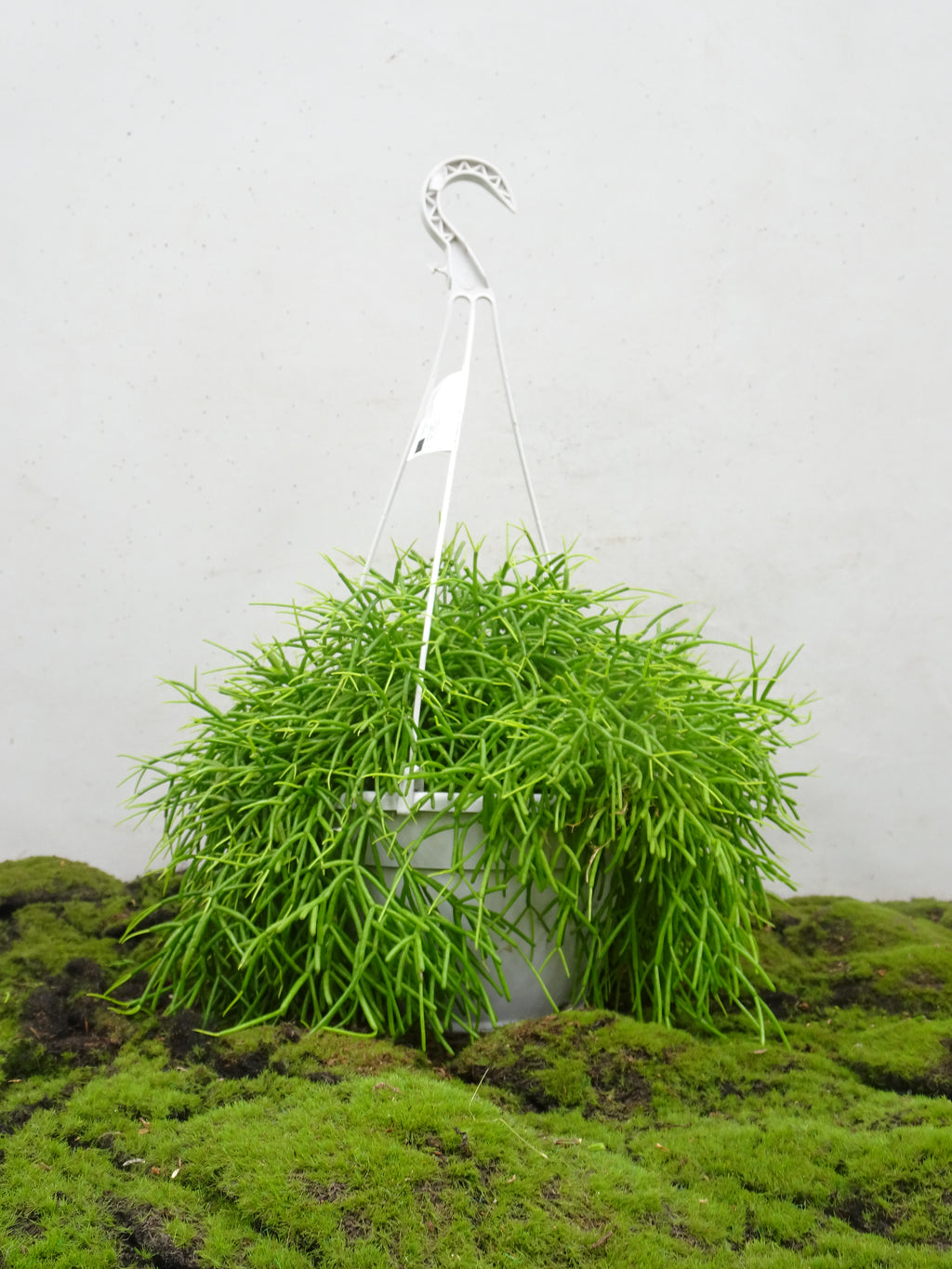 RHIPSALIS SUSPENSION MIX M-20