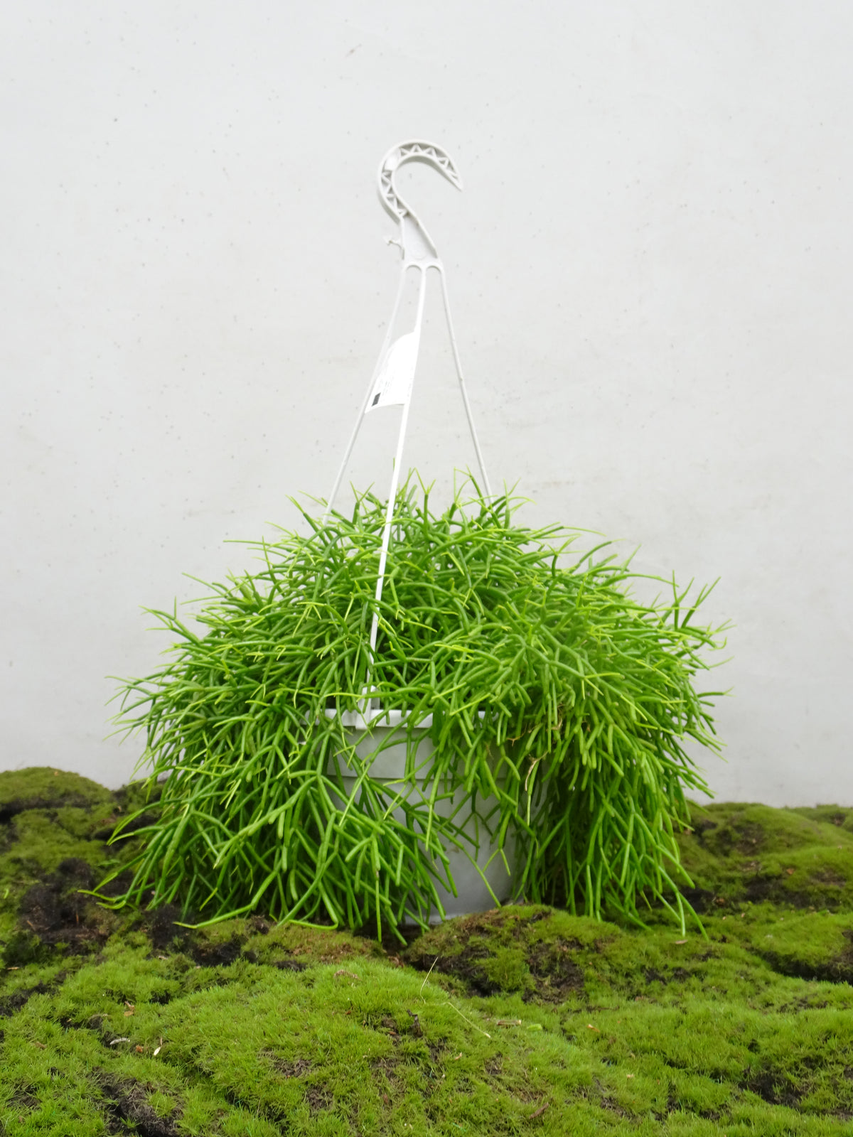 RHIPSALIS SUSPENSION MIX M-20