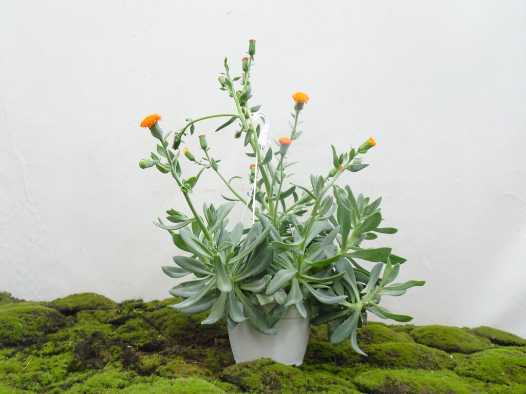 SENECIO CEPHALOPHORUS M-15