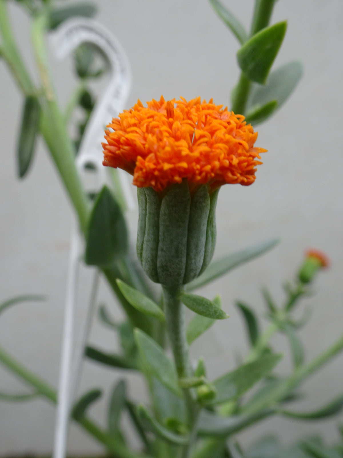 SENECIO CEPHALOPHORUS M-15