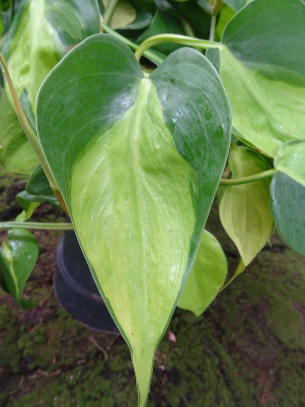 PHILODENDROM SCANDENS BRASIL M-21