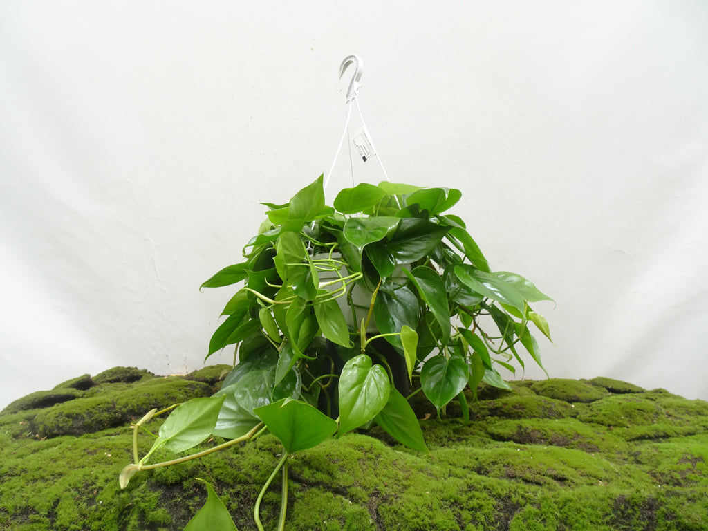 PHILODENDROM SCANDENS BRASIL M-21