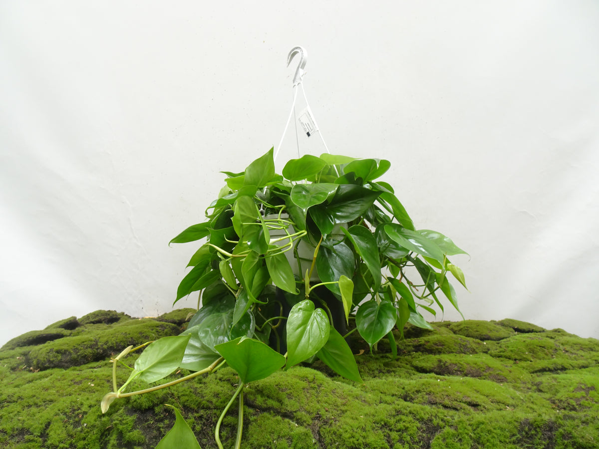 PHILODENDROM SCANDENS BRASIL M-21