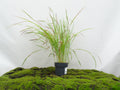 IMPERATA CYLINDRICA RED BARON M-17