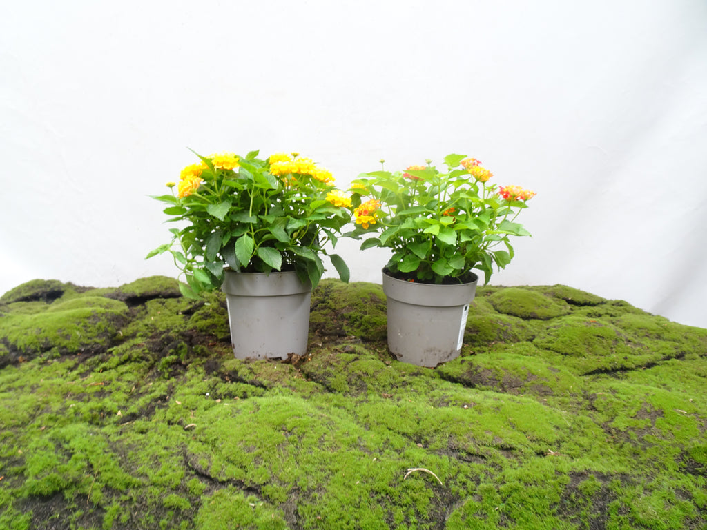 LANTANA CÁMARA M-15