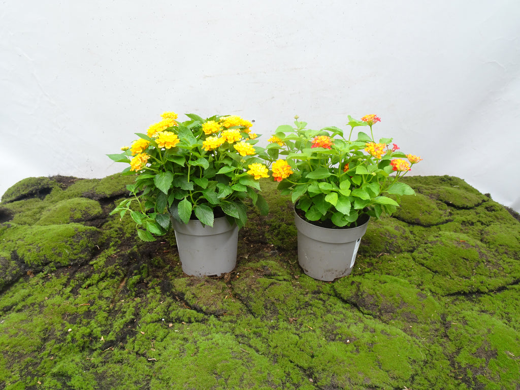 LANTANA CÁMARA M-15