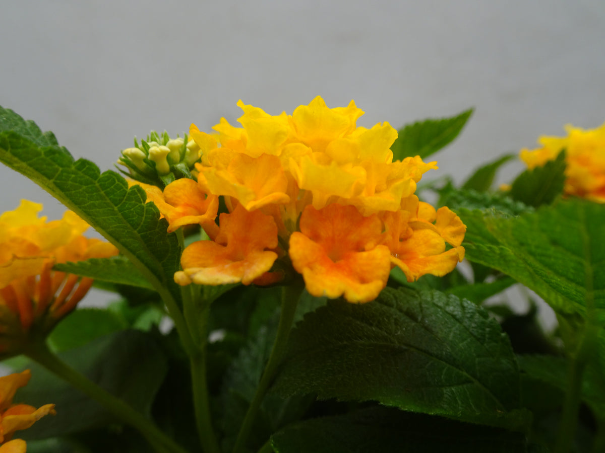 LANTANA CÁMARA M-15