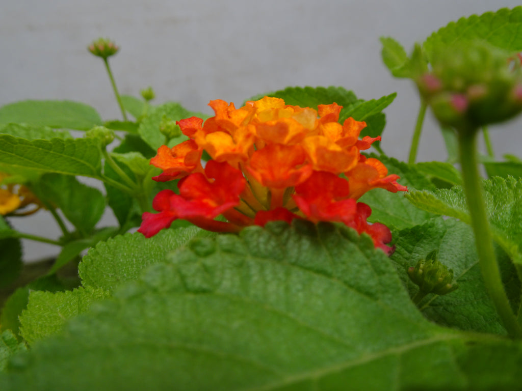 LANTANA CÁMARA M-15