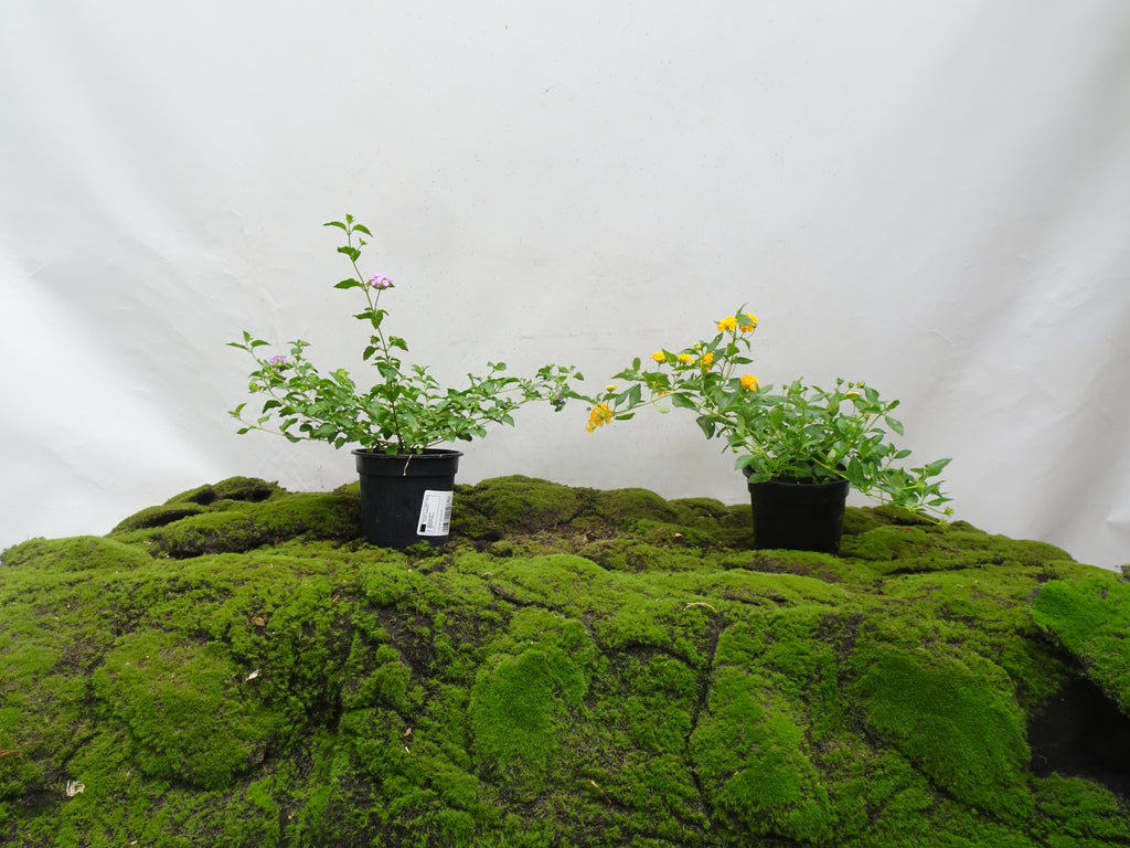 LANTANA SELLOWIANA M-14
