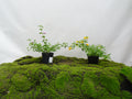 LANTANA SELLOWIANA M-14