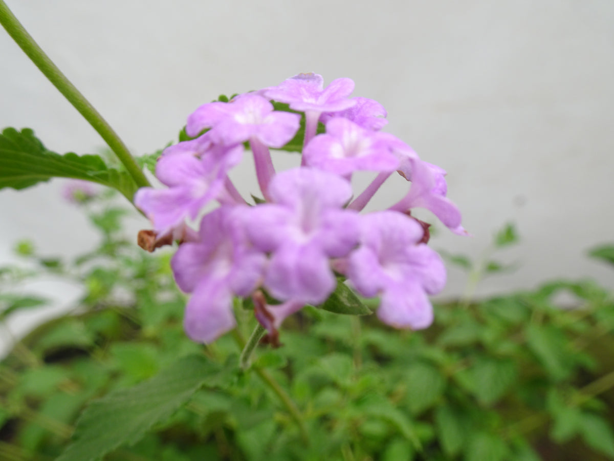 LANTANA SELLOWIANA M-14