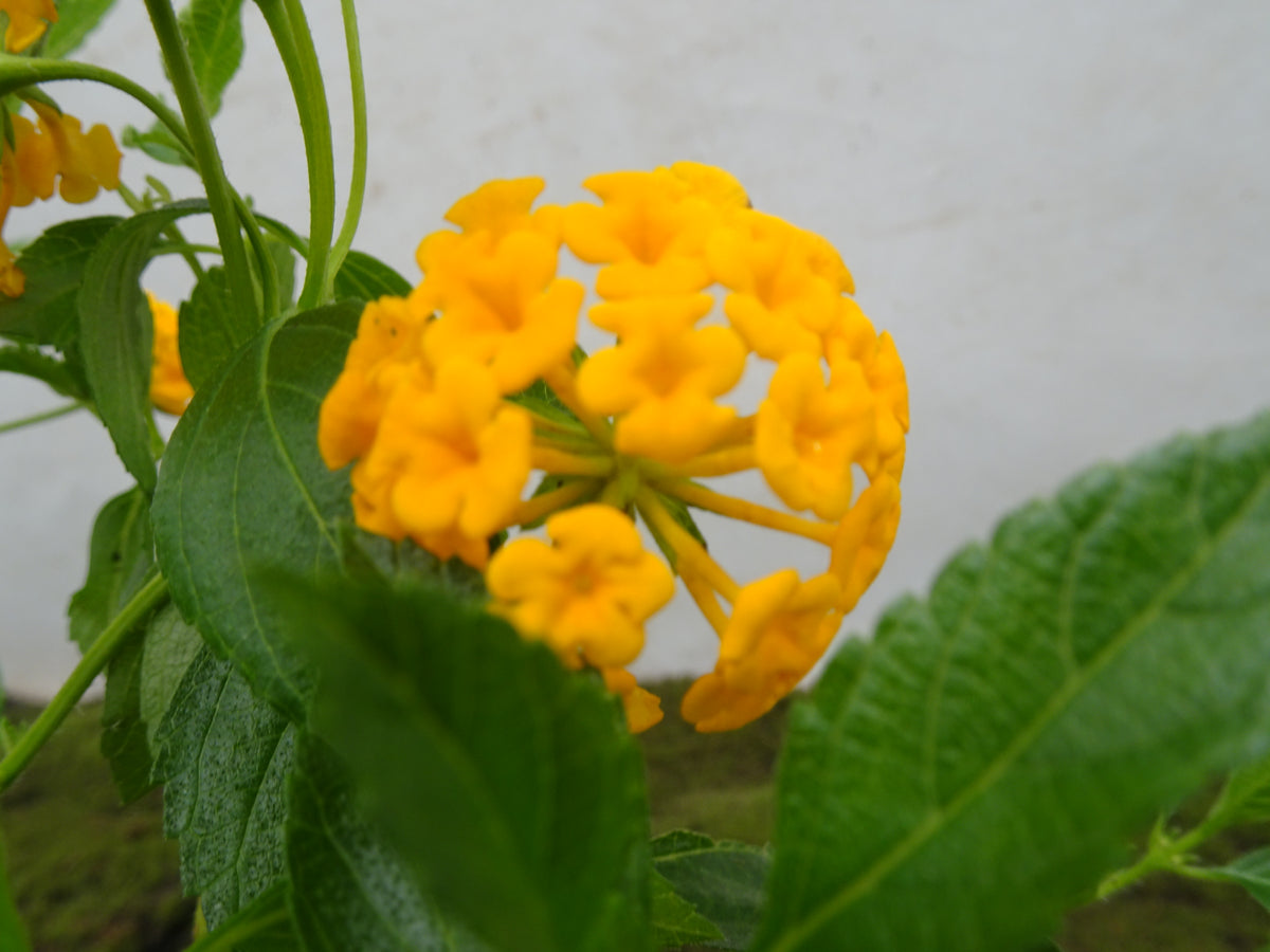 LANTANA SELLOWIANA M-14