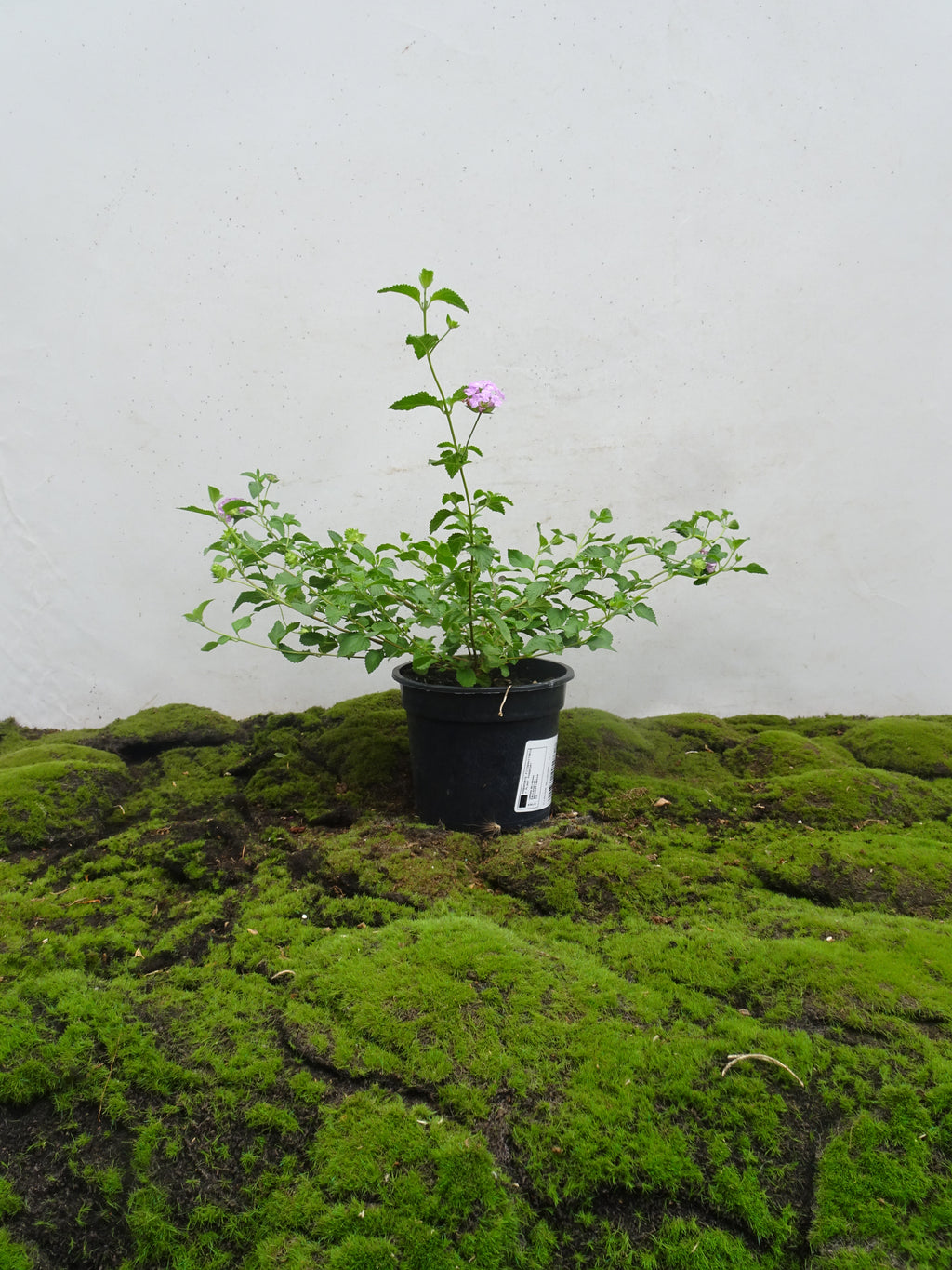 LANTANA SELLOWIANA M-14