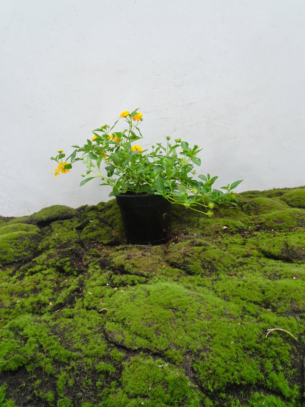 LANTANA SELLOWIANA M-14