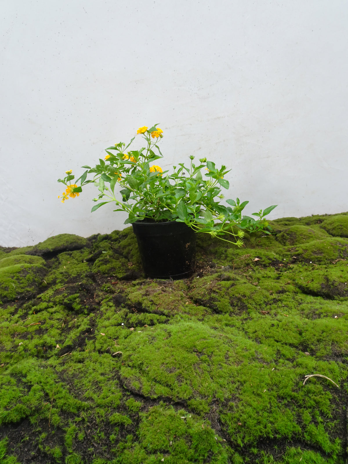 LANTANA SELLOWIANA M-14