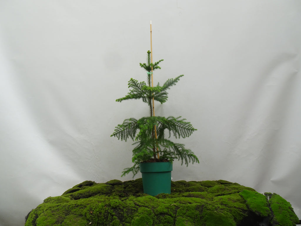 ARAUCARIA HETEROPHYLLA M-30