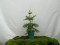 ARAUCARIA HETEROPHYLLA M-30