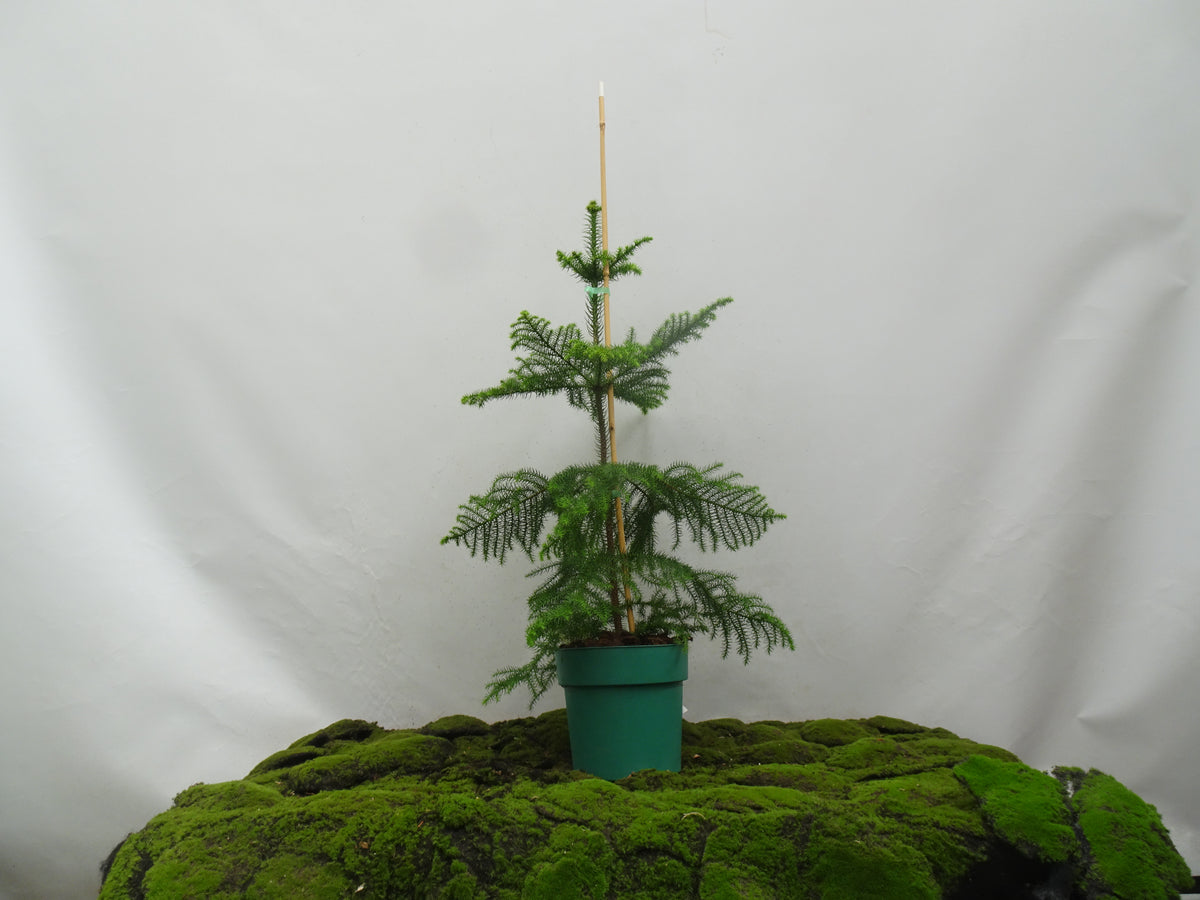 ARAUCARIA HETEROPHYLLA M-30