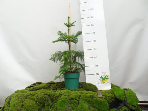 ARAUCARIA HETEROPHYLLA M-30