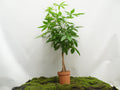 PACHIRA AQUATICA TRENZA M-20