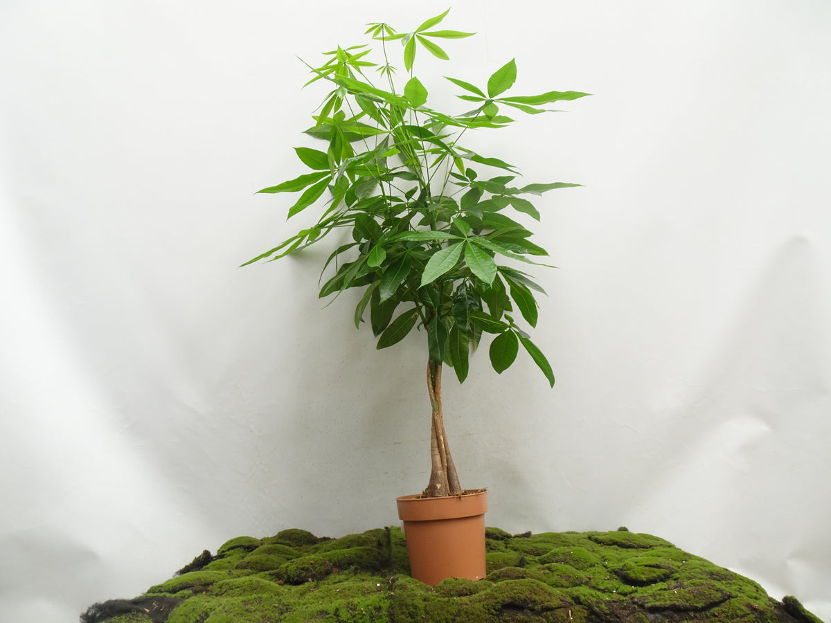 PACHIRA AQUATICA TRENZA M-20