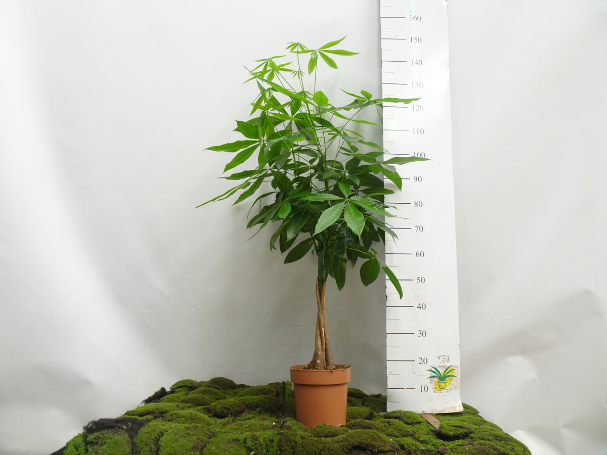 PACHIRA AQUATICA TRENZA M-20