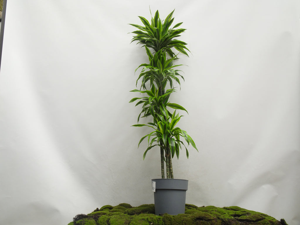 DRACAENA LEMON IV M-27