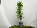 DRACAENA LEMON IV M-27