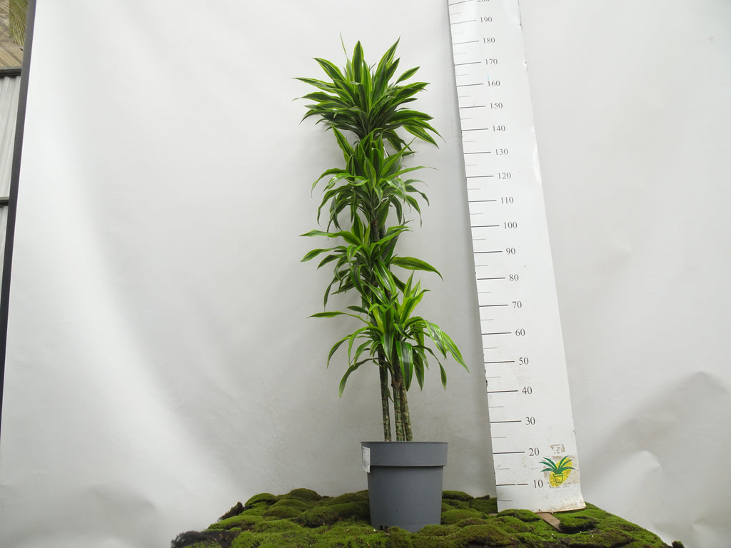 DRACAENA LEMON IV M-27