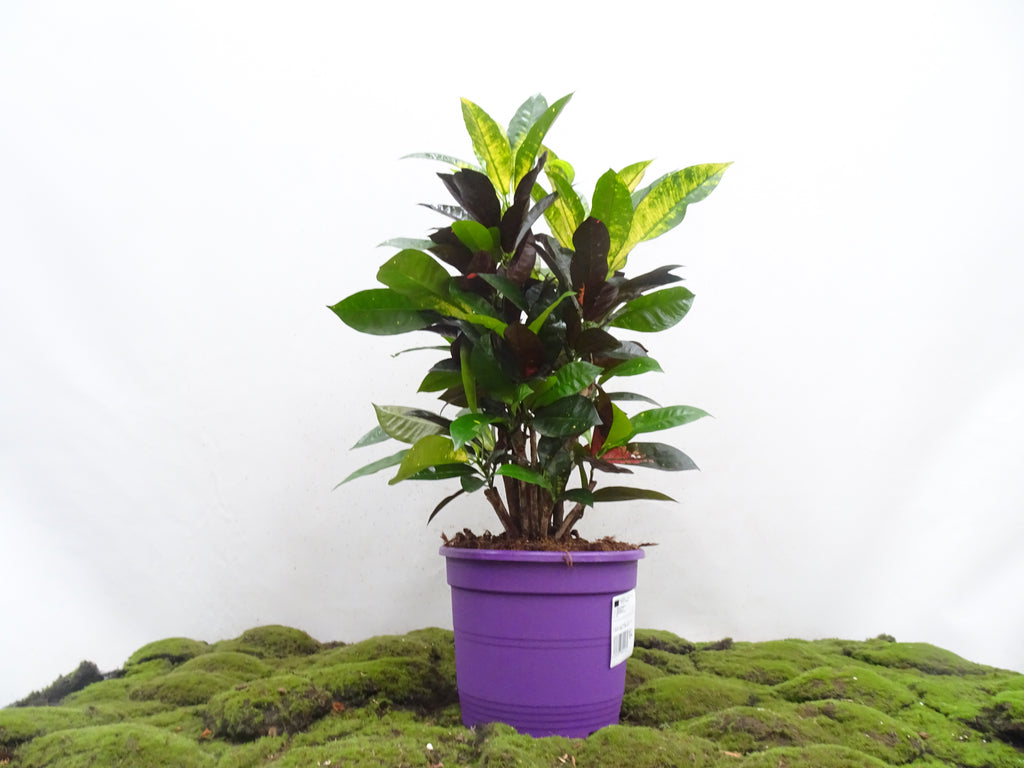 CROTON MS ICETON M-27