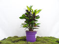 CROTON MS ICETON M-27