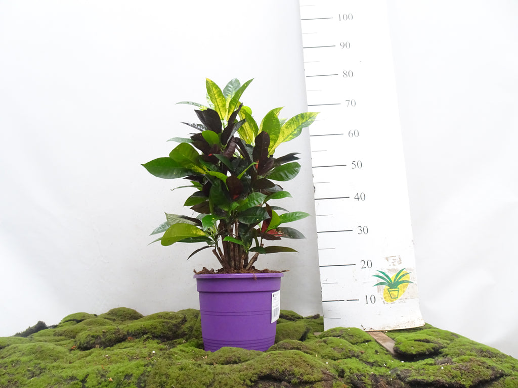 CROTON MS ICETON M-27